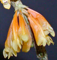 Dendrobium verruculosum: Dendrobium verruculosum Schltr., inflorescence, lateral view, photo Ed de Vogel, Leiden cult. 20080675 (National Capital Botanic Garden Port Moresby), from Papua New Guinea, locality not known