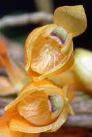 Dendrobium verruculosum: Dendrobium verruculosum Schltr., flowers, front view, photo Ed de Vogel, Leiden cult. 20080675 (National Capital Botanic Garden Port Moresby), from Papua New Guinea, locality not known