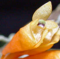 Dendrobium verruculosum: Dendrobium verruculosum Schltr., flower, oblique lateral view, photo Ed de Vogel, Leiden cult. 20080675 (National Capital Botanic Garden Port Moresby), from Papua New Guinea, locality not known