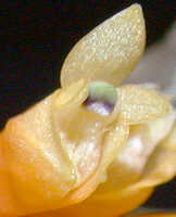 Dendrobium verruculosum: Dendrobium verruculosum Schltr., flower front, obique lateral view, photo Ed de Vogel, Leiden cult. 20080675 (National Capital Botanic Garden Port Moresby), from Papua New Guinea, locality not known