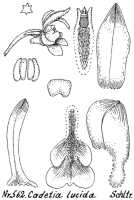 Dendrobium danipense: Dendrobium danipense Ormerod (as Cadetia lucida Schltr.), drawing R. Schlechter in Repert. Spec. Nov. Regni Veg. Beih. 21 (1923) t. 150, fig. 562