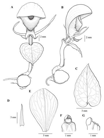 Corybas finisterreanus