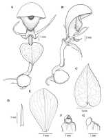 Corybas finisterreanus: Corybas finisterreanus S.P.Lyon, drawing by Stephany Lyon in Malesian Orchid J. 18 (2016) 87, fig. 19