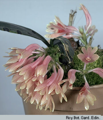 Dendrobium aurantiroseum