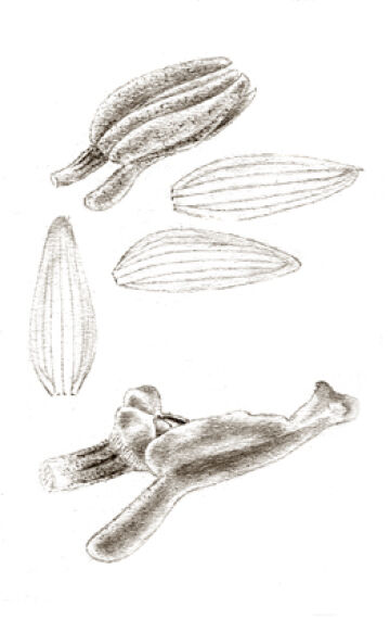 Taeniophyllum singulare