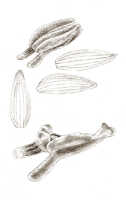 Taeniophyllum singulare: Taeniophyllum singulare J.J.Sm., floral analysis, drawing J.J. Smith, from Janowsky 91