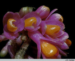 Dendrobium obtusum: Dendrobium obtusum Schltr., flowers, photo J.B. Comber, based on Cibodas Botanical Garden (ex Papua (Indonesia))
