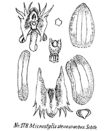 Crepidium stenostachys