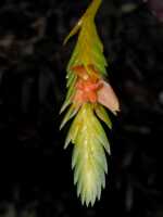 Liparis govidjoae: Liparis govidjoae Schltr., inflorescence, photo Graham Corbin, from Papua New Guinea, Enga Prov., Wabag