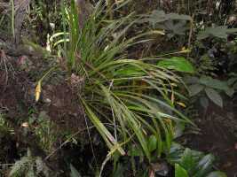 Liparis govidjoae: Liparis govidjoae Schltr., plant habit, photo Graham Corbin, from Papua New Guinea, Chimbu Prov., Mount Wilhelm