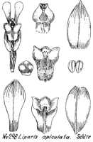 Liparis apiculata: Liparis apiculata Schltr., drawing R. Schlechter in Repert. Spec. Nov. Regni Veg. Beih. 21 (1923) t. 81, fig. 298
