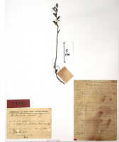 Habenaria lamii: Habenaria lamii J.J.Sm., herbarium sheet, Lam 1743, holotype specimen (BO)