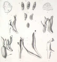 Oxystophyllum atropurpureum: Oxystophyllum atropurpureum Blume, from Rumphia 4 (1849) pl. 198C