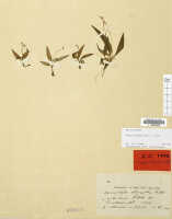 Crepidium oliganthum: Crepidium oliganthum (Schltr.) Szlach. (as Microstylis oligantha Schltr)., herbarium sheet, Schlechter 17976 (isotype specimen L)