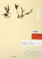 Octarrhena podochiloides: Octarrhena podochiloides (Schltr.) Schuit., as Chitonanthera podochiloides Schltr., herbarium sheet, Schlechter 18698 (isotype specimen L)