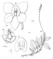 Crepidium moluccanum: Crepidium moluccanum (J.J.Sm.) XXX (as Pseudoliparis moluccana (J.J.Sm.) Szlach. & Marg.). Drawing by Szlachetko in Ann. Bot. Fennici 40 (2003) 63