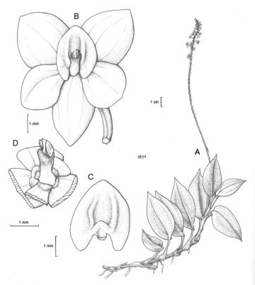 Crepidium moluccanum