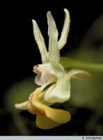 Dendrobium arfakense: Dendrobium arfakense J.J.Sm., flower, lateral view, photo A. Schuiteman, based on Leiden cult. 981070
