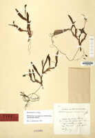 Mediocalcar versteegii subsp. intermedium: Mediocalcar versteegii J.J.Sm. subsp. intermedium Schuit., (as Mediocalcar seranicum J.J.Sm.), herbarium sheet, Rutten Exp. (Kornasi) 1481 (holotype specimen L)