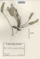 Dendrobium versteegii: Dendrobium versteegii J.J.Sm., as Cadetia sepikana Schltr., type specimen: Ledermann 8138 (iso BM)
