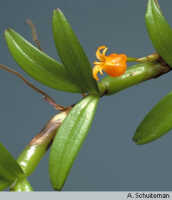 Mediocalcar umboiense: Mediocalcar umboiense Schuit., inflorescence, photo A. Schuiteman, Leiden cult. 30682, detail