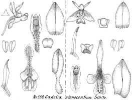 Dendrobium stenocentrum: Dendrobium stenocentrum Schltr. (as Cadetia stenocentrum (Schltr.) Schltr.), drawing R. Schlechter in Repert. Spec. Nov. Regni Veg. Beih. 21 (1923) t. 148, fig. 558