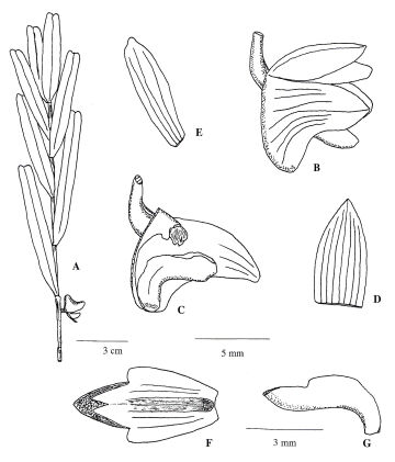 Dendrobium sibilense 