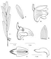 Dendrobium sibilense : Dendrobium sibilense Ormerod. Drawing by Paul Ormerod, Malesian Orchid J. 4 (2009) 53; fig. 3, based on the type, Kalkman & Nicolas 4546.