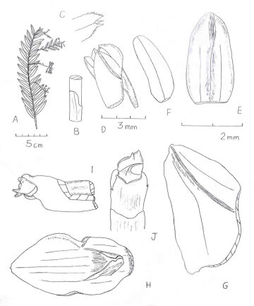Appendicula hooglandii