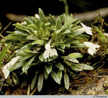 Dendrobium lactiflorum: Dendrobium lactiflorum (Schltr.) J.J.Sm., habit (in situ), photo A. Schuiteman, based on Yumte 59