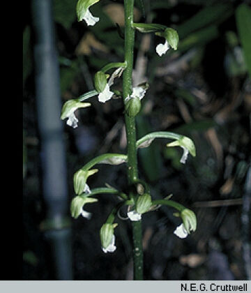 Collabium carinatum