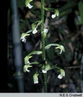 Collabium carinatum: overview picture