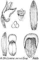 Glomera verrucifera: Glomera verrucifera Schltr., from Repert. Spec. Nov. Regni Veg. Beih. 21 (1923) t. 105, fig. 394