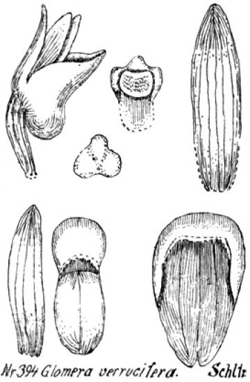 Glomera verrucifera