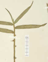 Dendrobium hollandianum: Dendrobium hollandianum J.J.Sm., detail of isotype specimen: Gjellerup 443 (L)