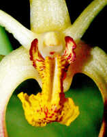 Dendrobium longicolle: Dendrobium longicolle Lindl., flower, front view, photo Ed de Vogel, Leiden cult. 20030885 (National Capital Botanic Garden Port Moresby), from Papua New Guinea, locality not known