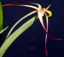 Dendrobium longicolle: Dendrobium longicolle Lindl., flower, oblique lateral view, photo Ed de Vogel, Leiden cult. 20030885 (National Capital Botanic Garden Port Moresby), from Papua New Guinea, locality not known
