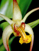 Dendrobium longicolle: Dendrobium longicolle Lindl., flower, oblique front view, photo Ed de Vogel, Leiden cult. 20030885 (National Capital Botanic Garden Port Moresby), from Papua New Guinea, locality not known