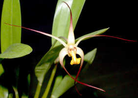 Dendrobium longicolle: Dendrobium longicolle Lindl., flower, front view, photo Ed de Vogel, Leiden cult. 20030885 (National Capital Botanic Garden Port Moresby), from Papua New Guinea, locality not known