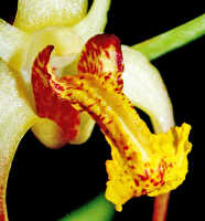 Dendrobium longicolle: Dendrobium longicolle Lindl., flower, oblique lateral view, photo Ed de Vogel, Leiden cult. 20030885 (National Capital Botanic Garden Port Moresby), from Papua New Guinea, locality not known