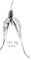 Bulbophyllum maxillare: Bulbophyllum maxillare (Lindl.) Rchb.f.,  J.J. Vermeulen, sketch, flower, based on Tenom Orchid Center 639, from Borneo, Sabah