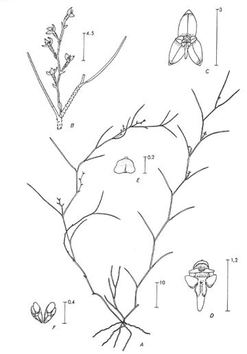 Octarrhena filiformis