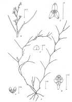 Octarrhena filiformis: Octarrhena filiformis (L.O.Williams) P.Royen, drawing P. van Royen in Alp. Fl. New Guinea 2 (1979) 725, fig. 249
