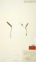 Dendrobium recurvifolium: Dendrobium recurvifolium J.J.Sm., probable isotype specimen: Bogor cult. (Gjellerup ?491) (L)