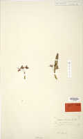 Dendrobium tuberculatum: Dendrobium tuberculatum J.J.Sm., probable isotype specimen: Bogor cult. s.n. (L)