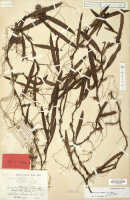Mediocalcar versteegii: Mediocalcar versteegii J.J.Sm. subsp. versteegii (as Mediocalcar doctersii J.J.Sm.), herbarium sheet, Docters van Leeuwen 10616 (holotype specimen L)
