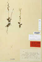 Crepidium heliophilum: Crepidium heliophilum (Schltr.) Szlach. (as Microstylis heliophila Schltr.), herbarium sheet, Schlechter 19732 (isotype specimen L)