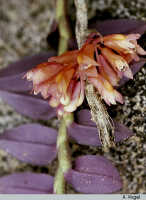 Dendrobium verruculosum: Dendrobium verruculosum Schltr., inflorescence, photo A. Vogel, ex Lake Kutubu, PNG