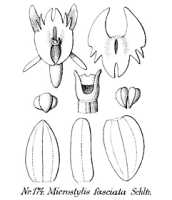 Crepidium fasciatum: overview picture