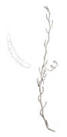 Octarrhena tenuis: Octarrhena tenuis (J.J.Sm.) J.J.Sm., habit, drawing Natadipoera, based on von Römer 1323